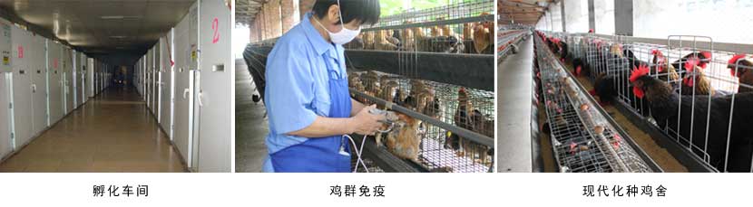 廣西香蕉视频下载APP農牧集團
