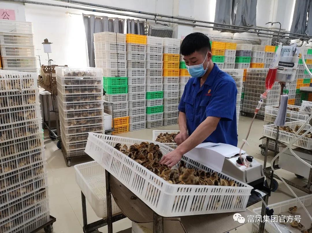 廣西香蕉视频下载APP農牧集團有限公司